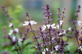 Image result for Ocimum angustifolium