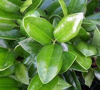 Alternatively, plant them 4+ feet. Carissa Holly 3 Gallon Shrub Shrubs Deer Resistant Gardener Direct