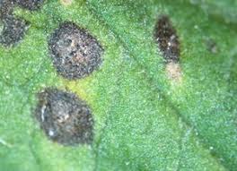 Image result for Septoria leaf spot of tomato