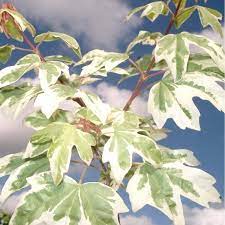 9 acer tree care tips. Acer Campestre Carnival Variegated Maple Acer Trees