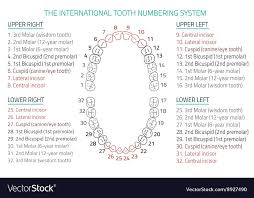 Teeth Infographic 06 B 13