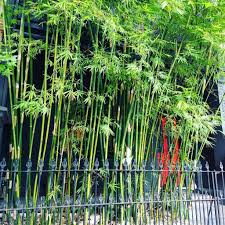 Allow your bamboo to be the tallest feature in this space for a dramatic effect. The Top 43 Outdoor Privacy Screen Ideas