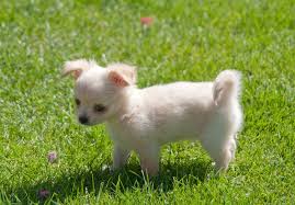 Chihuahua breeders chihuahua puppies for sale baby chihuahua cute dogs and puppies chihuahuas apple head chihuahua pet grief rat dog chihuahua dogs. Chihuahua Info Types Lifespan Temperament Puppies Pictures