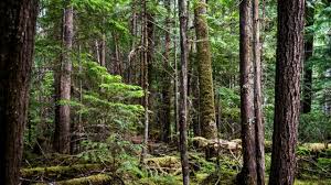 British man hides in the woods for 10 years to escape wife's nagging