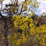 Image result for Ochna pulchra