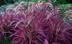 Are you searching for red grass png images or vector? Red Fountain Ornamental Grass For Sale Naples