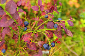 If it doesn't grow up, it gets pruned out! Your Complete Guide To Growing Blueberries Best Pick Reports