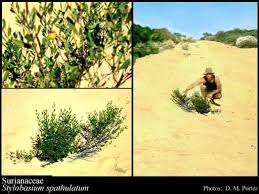 Image result for Surianaceae