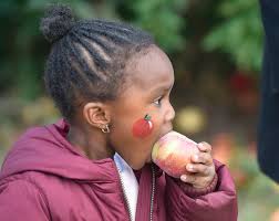 10 top-rated Massachusetts apple orchards to visit this fall, including one  ranked sixth in the country