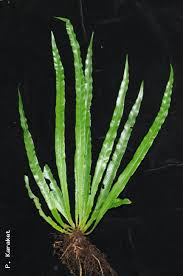 Image result for Asplenium inaequilaterale