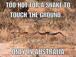 Pin By Lisa Ryan On Australian Fauna And Flora Australia Funny Funny Aussie Aussie Memes
