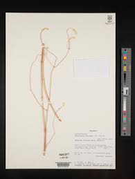 Image result for Achyropsis