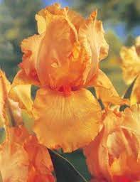 Tall Bearded Iris Orange Parade Clear Orange Flowers Photo Courtesy De Groot Bulbs Iris Flowers Iris Garden Peach Flowers