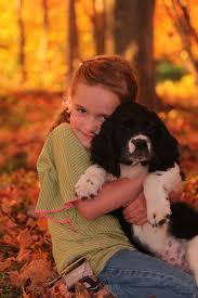 Our standards for english springer spaniel breeders in michigan were developed with leading veterinarians and animal welfare experts. Kramer S English Springer Spaniels Home Facebook