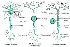 Motor neuron sends electrical impulses to an effector. Motor Neurones Sensory Neurones And Relay Neurones
