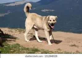 Central asian and anatolian shepherd dogs. Aggressive Anatolian Shepherd Dog Sivas Kangal Stock Photo Edit Now 1512848528