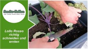 Alternativ kannst du auch ein scharfes messer benutzen und ihn direkt über dem boden abschneiden. Lollo Rosso Richtig Schneiden Und Ernten Youtube