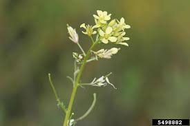 Image result for Erucastrum arabicum