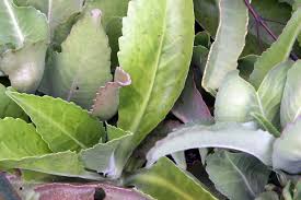 Image result for Kalanchoe gastonis-bonnieri