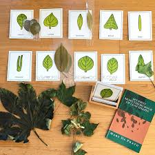 We did not find results for: Learning About Leaves The Pinay Homeschooler