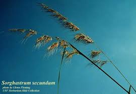 Image result for Sorghastrum nudipes