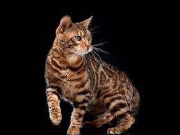 pin na doske bengalskie koshki