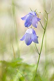 Blaklockor Beautiful Bouquet Of Flowers Blue Bell Flowers Flower Photos