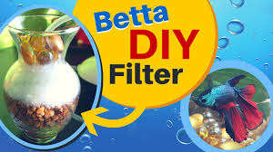 This helps them to survive in low oxygenated waters. How To Make A Easy Diy Aquarium Filter For Betta Fish Sponge Air Pump Filter Youtube