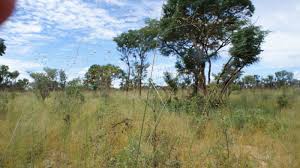 Image result for Panicum kalaharense