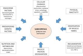 Lētie attēli augstas kvalitātes attēli. Epidemiology Of Sarcopenia And Frailty Intechopen