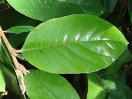 Image result for Trichocladus ellipticus