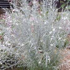 Image result for Gomphostigma