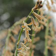 Image result for Dipcadi marlothii