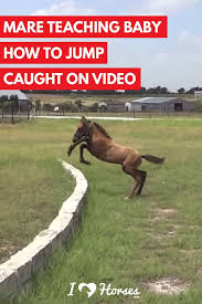 Pin On Horses