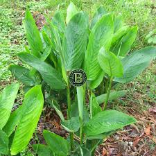 Image result for Maranta arundinacea