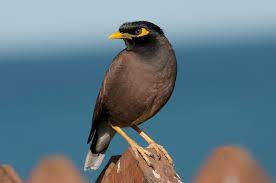 Myna Pest Control Hub Northland Regional Council