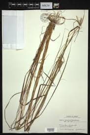 Image result for Eulalia polyneura