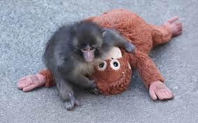 Pleased as Punch: Orphaned monkey receives 2,500 birthday cards
