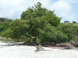 Image result for Myoporum laetum