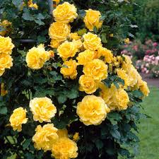 This rose blooms one time a year and then will not bloom again until the next year. Buy Rose Climbing Goldens Showers J Parker Dutch Bulbs Climbing Roses Yellow Climbing Rose Rose Garden Landscape