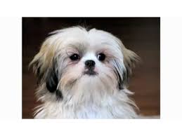 When shih tzu barking problems arise from loneliness. Pros Cons Of A Shih Tzu Dog Breeds Youtube