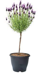 Best tips and practices on how to grow all types of lavender successfully, even indoors! Specialty Ontario Freeman Herbs
