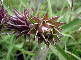 Image result for Macledium zeyheri