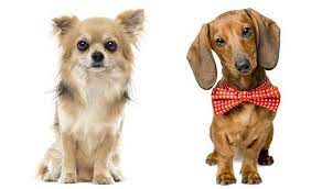 As a guide, the breed experts claim that this crossbreed has a potential lifespan of 13 to 16 years. All About The Chiweenie Chihuahua Dachshund Mix Facts Information