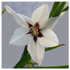 Image result for Gladiolus permeabilis