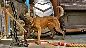 \m/ you can hear our new single. Note To The American Public Belgian Malinois Look Don T Touch Canine Circus School