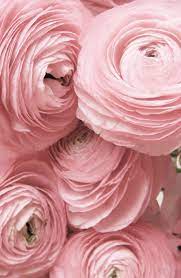 Redone Picture Beautiful Flowers Flowers Pretty Flowers
