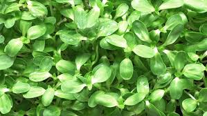 Check spelling or type a new query. Close Up Sunflower Seed Baby Plant Stock Footage Video 100 Royalty Free 1028552681 Shutterstock
