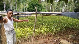 Negara kesejahteraan, yang dimaksudkan sebagai aksi partai menuju tahun 2045. Peluang Usaha Di Desa Atau Kampung Yang Menjanjikan