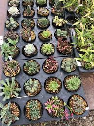 一宮 多肉 植物